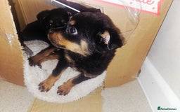 Rottweiler dogs for sale: Little weed  - Image 3