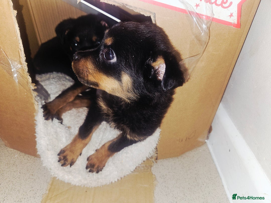 Rottweiler dogs for sale: Little weed  - Image 3