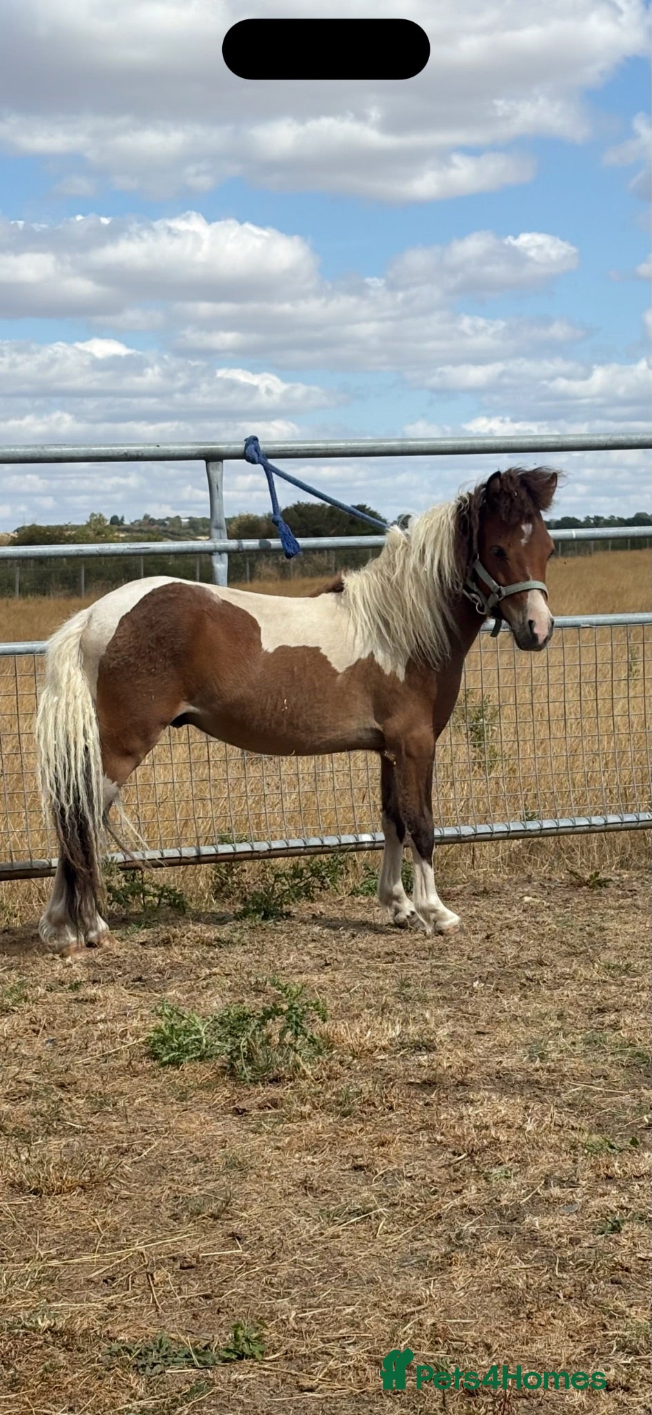 Welsh Section D horses Shetland x miniature horse colt  - Advert 12