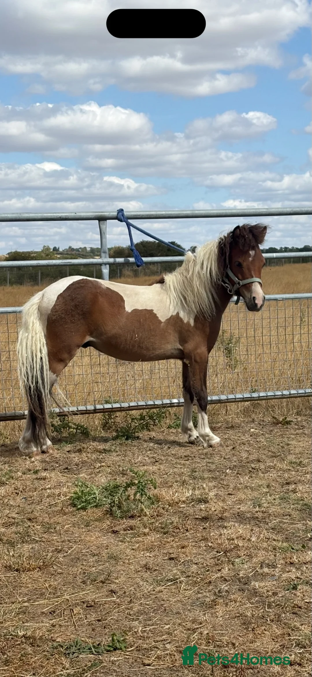Welsh Section D horses for sale: Shetland x miniature horse colt  - Advert 1