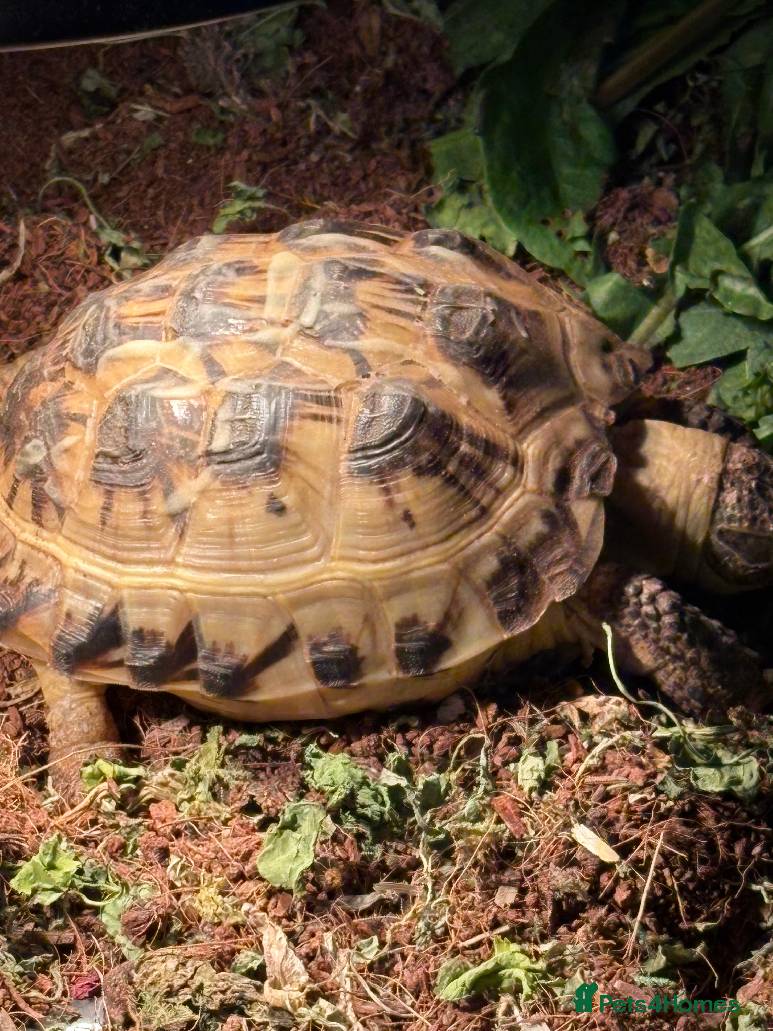 Tortoise reptiles Horsefield tortoise female 4 years old - Advert 1