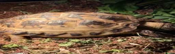 Tortoise reptiles for sale: Horsefield tortoise female 4 years old - Advert 1
