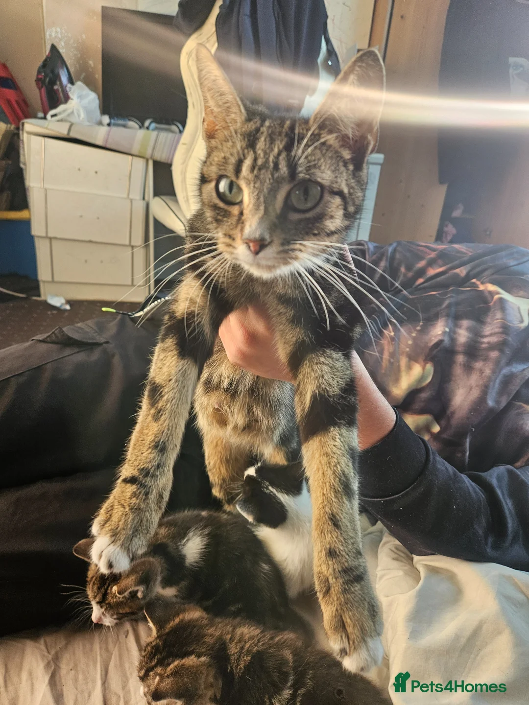 American Shorthair cats for sale: American Shorthair Kittens  - Advert 1