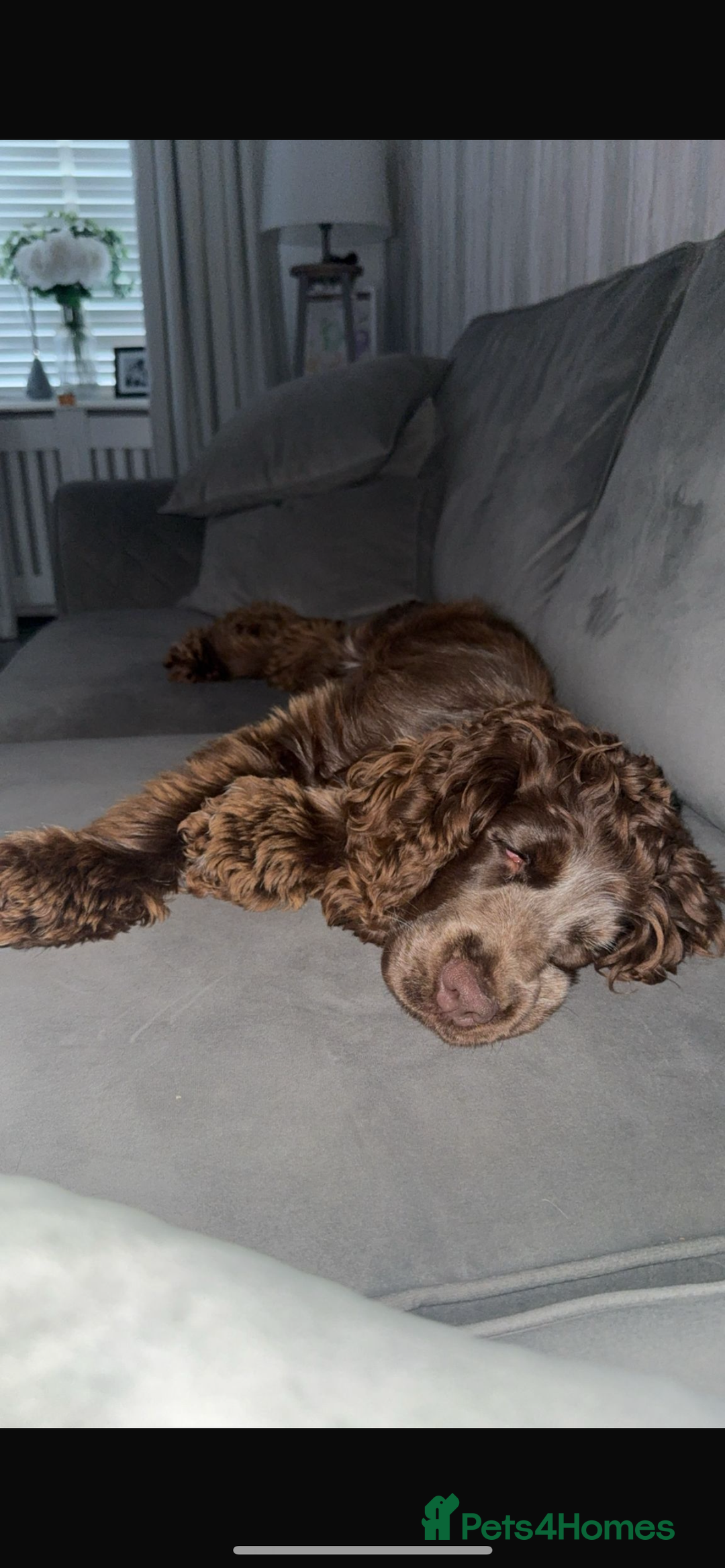 Cocker Spaniel dogs for sale: Dolly brown 🍫Cocker spaniel show  - Advert 2