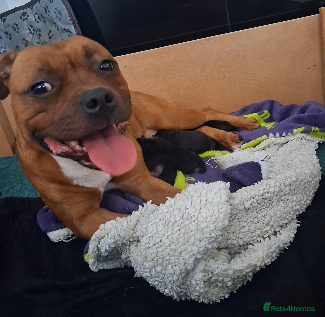 Staffordshire Bull Terrier dogs for sale: Show quality Staffordshire Bull Terrier - Advert 1