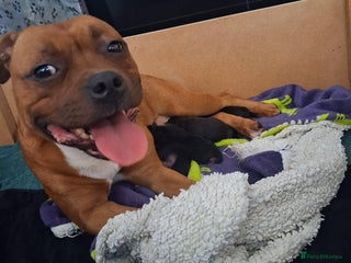 Staffordshire Bull Terrier dogs Show quality Staffordshire Bull Terrier - Advert 18