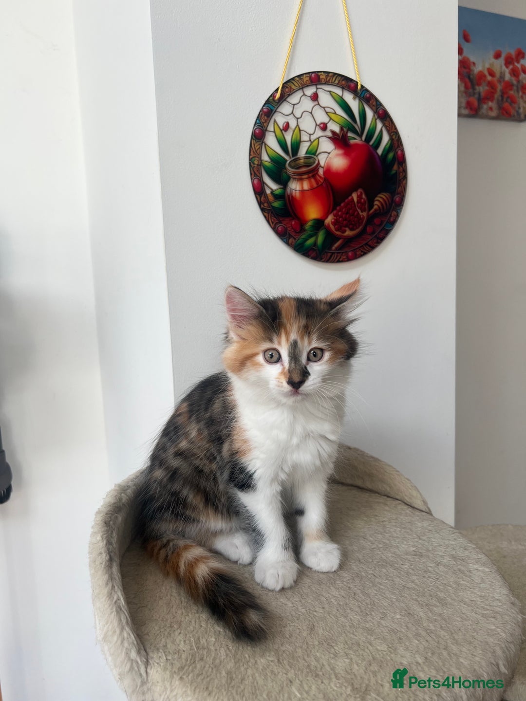 Mixed Breed cats for sale: Beautiful kittens looking for their forever homes - Image 4