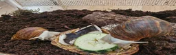 Snails invertebrates for sale: Albino giant african land snails  - Advert 3