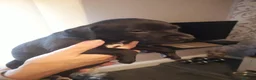 Italian Greyhound dogs for sale: Italian greyhound pups - Advert 6