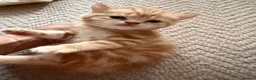 Scottish Fold cats for sale: Miss Scottish straight Ginger (Garfield ) - Advert 9