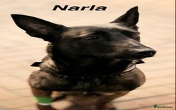 Belgian Shepherd Dog dogs for sale: JOKERLampak9🔥Narla VVk9🔥 belgian Malinois puppys - Image 2