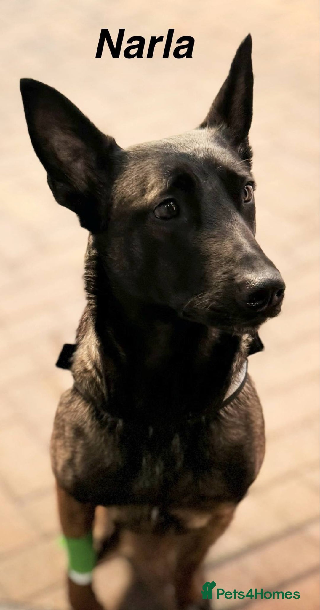Belgian Shepherd Dog dogs for sale: JOKERLampak9🔥Narla VVk9🔥 belgian Malinois puppys - Image 2