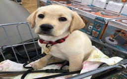 Labrador Retriever dogs for sale: Labrador Retriever  - Image 4
