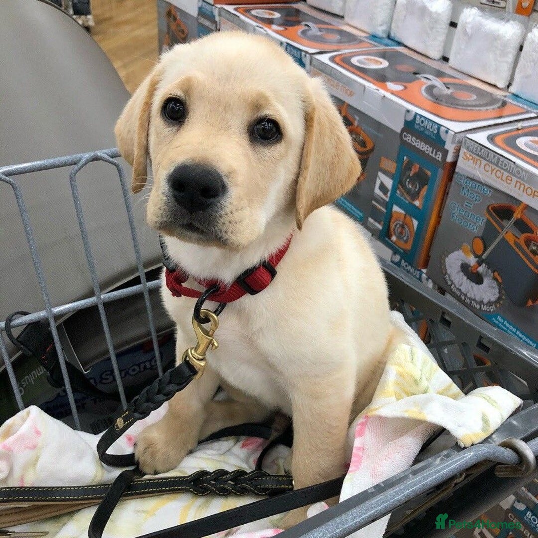 Labrador Retriever dogs for sale: Labrador Retriever  - Image 4