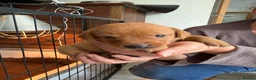 Labrador Retriever dogs for sale: Fox Red KC Reg labrador puppies PL14 - Advert 4