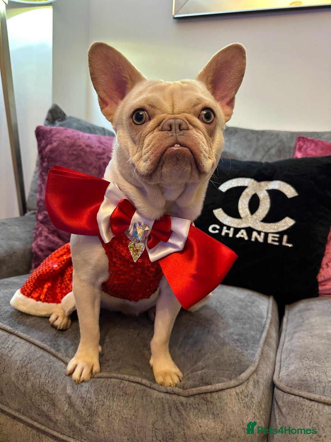 French Bulldog dogs for sale: 1 year old female platinum frenchie.  - Advert 8