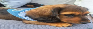 Dachshund Puppy 1
