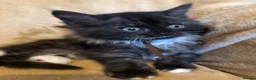 Ragcoon cats for sale: Beautiful Ragcoons - Advert 11