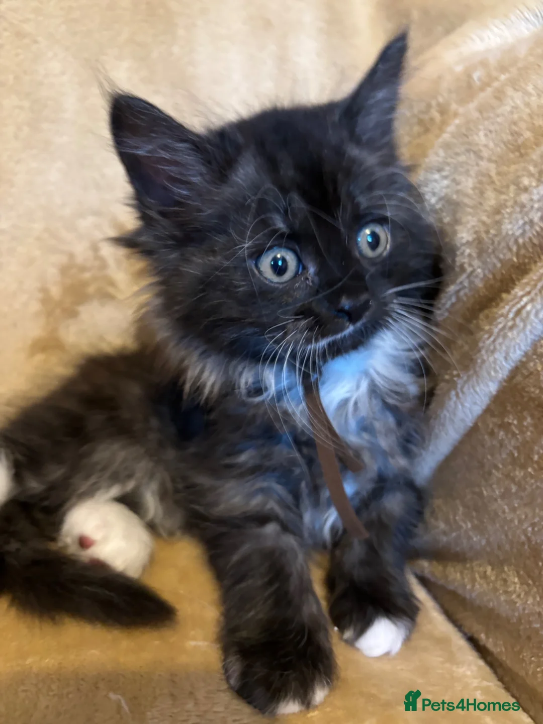 Ragcoon cats for sale: Beautiful Ragcoons - Advert 11