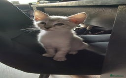 Bengal cats for sale: Snow bengal x seal point ragdoll kittens - Image 6