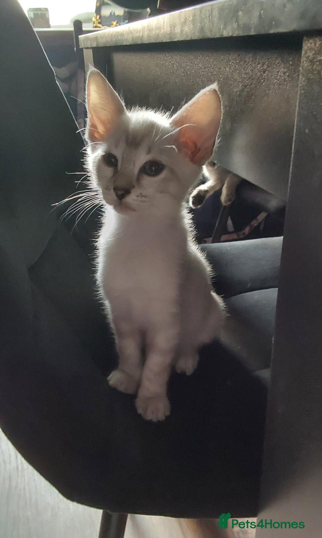 Bengal cats for sale: Snow bengal x seal point ragdoll kittens - Image 6