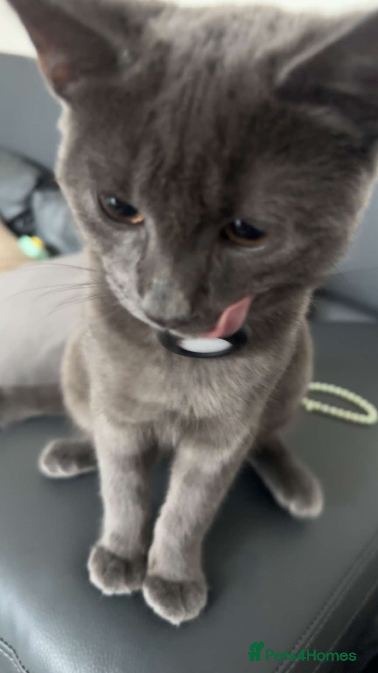 Chartreux cats Rare grey male kitten - Advert 1