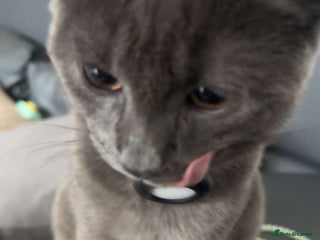 Chartreux cats Rare grey male kitten - Advert 11