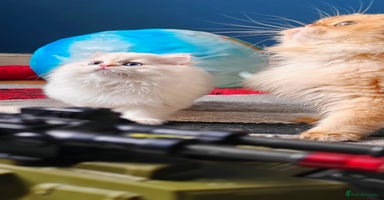 British Longhair cats - Advert 4