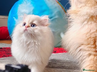 British Longhair cats - Advert 2