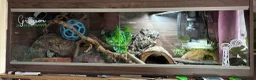Corn Snake reptiles for sale: Ghost morph corn snake + set up  - Advert 2