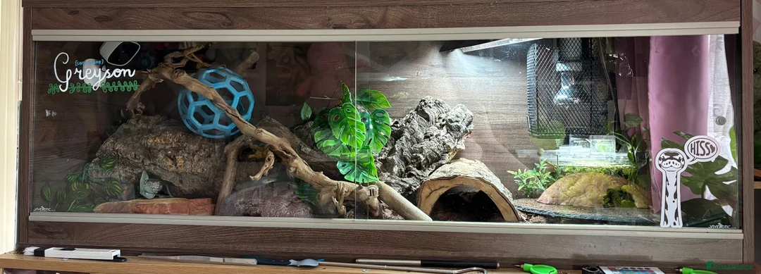 Corn Snake reptiles for sale: Ghost morph corn snake + set up  - Advert 2