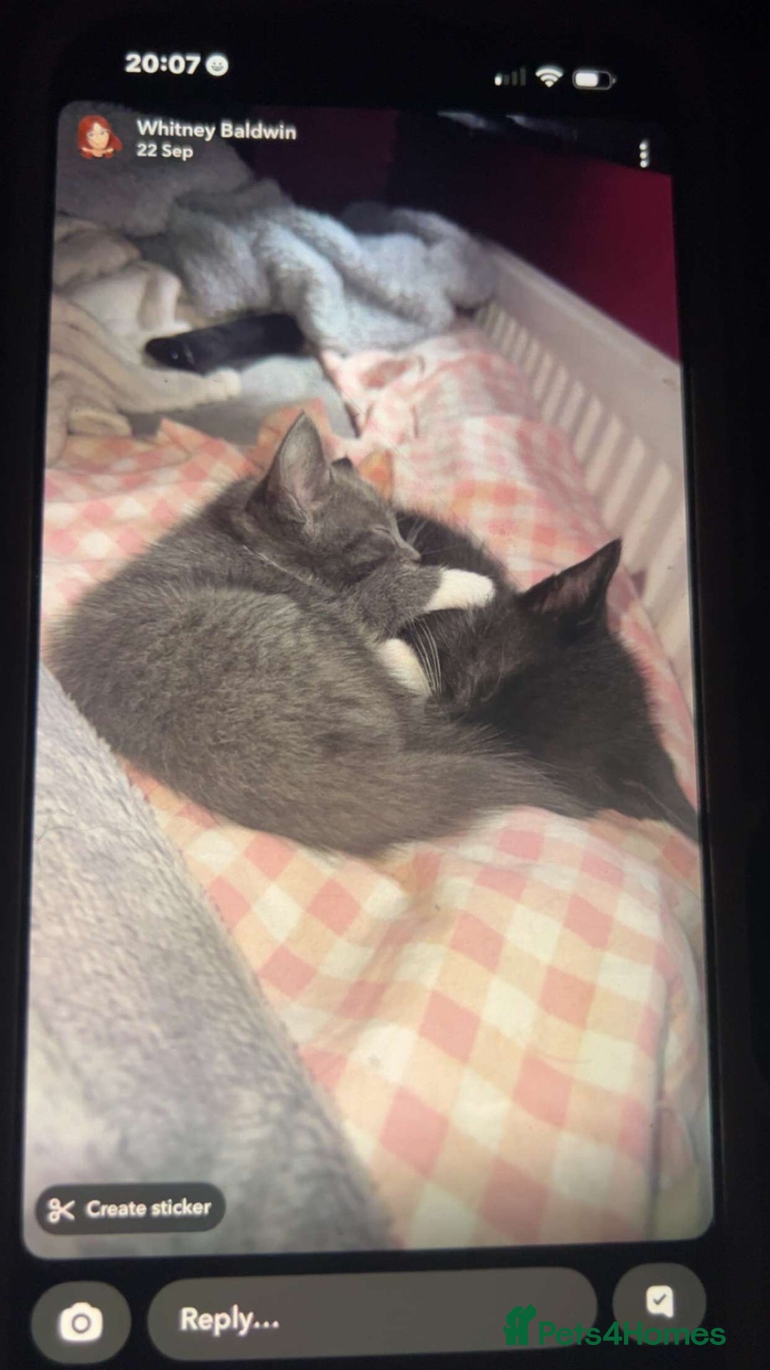 British Shorthair cats for sale: Two beautiful kittens for sale  - Image 1