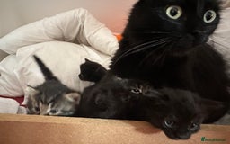 Ragdoll cats for sale: Beautiful Ragdoll X Kittens  - Image 6