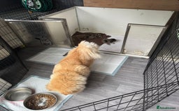 Chow Chow dogs for sale: Stunning chows ready for  **   - Image 7