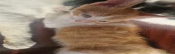 Mixed Breed cats for sale: 3 beautiful kittens  - Advert 8