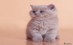 British Shorthair cats for sale: Cute pedigree lilac British shorthair kittens - Image 9