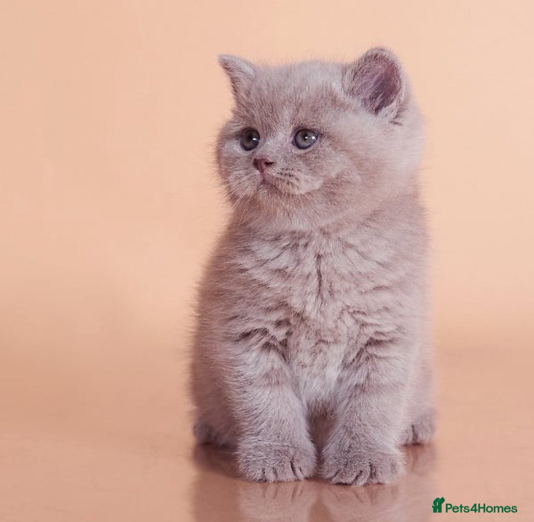 British Shorthair cats for sale: Cute pedigree lilac British shorthair kittens - Image 9