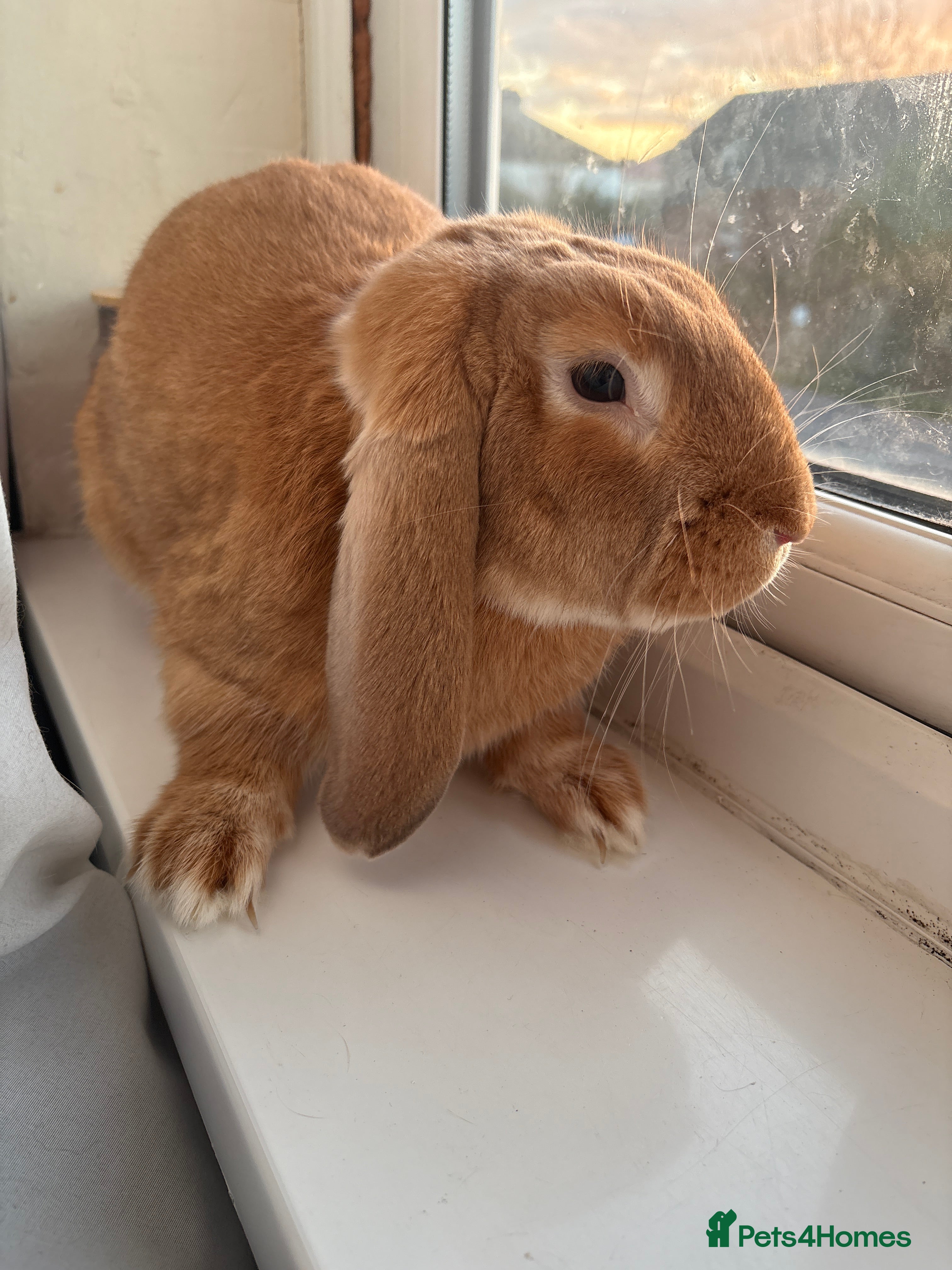 English Lop rabbits Cute lop bunny for sale - Advert 1