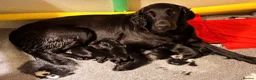 Flat coated Retriever dogs for sale: KC Registered Flatcoated Retriever Puppies - Advert 8
