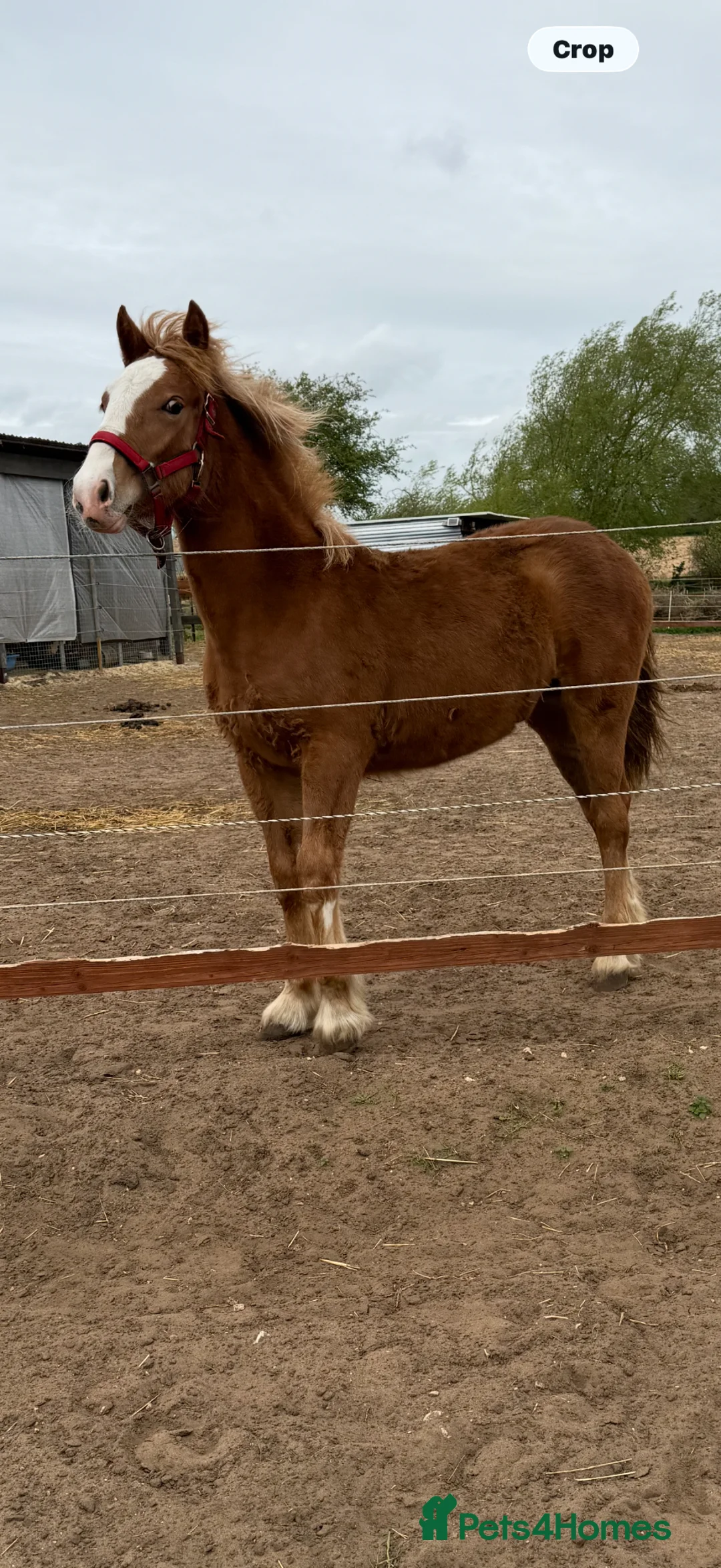 Welsh Section D horses for sale: Beautiful chestnut filly  in Lincoln - Advert 7