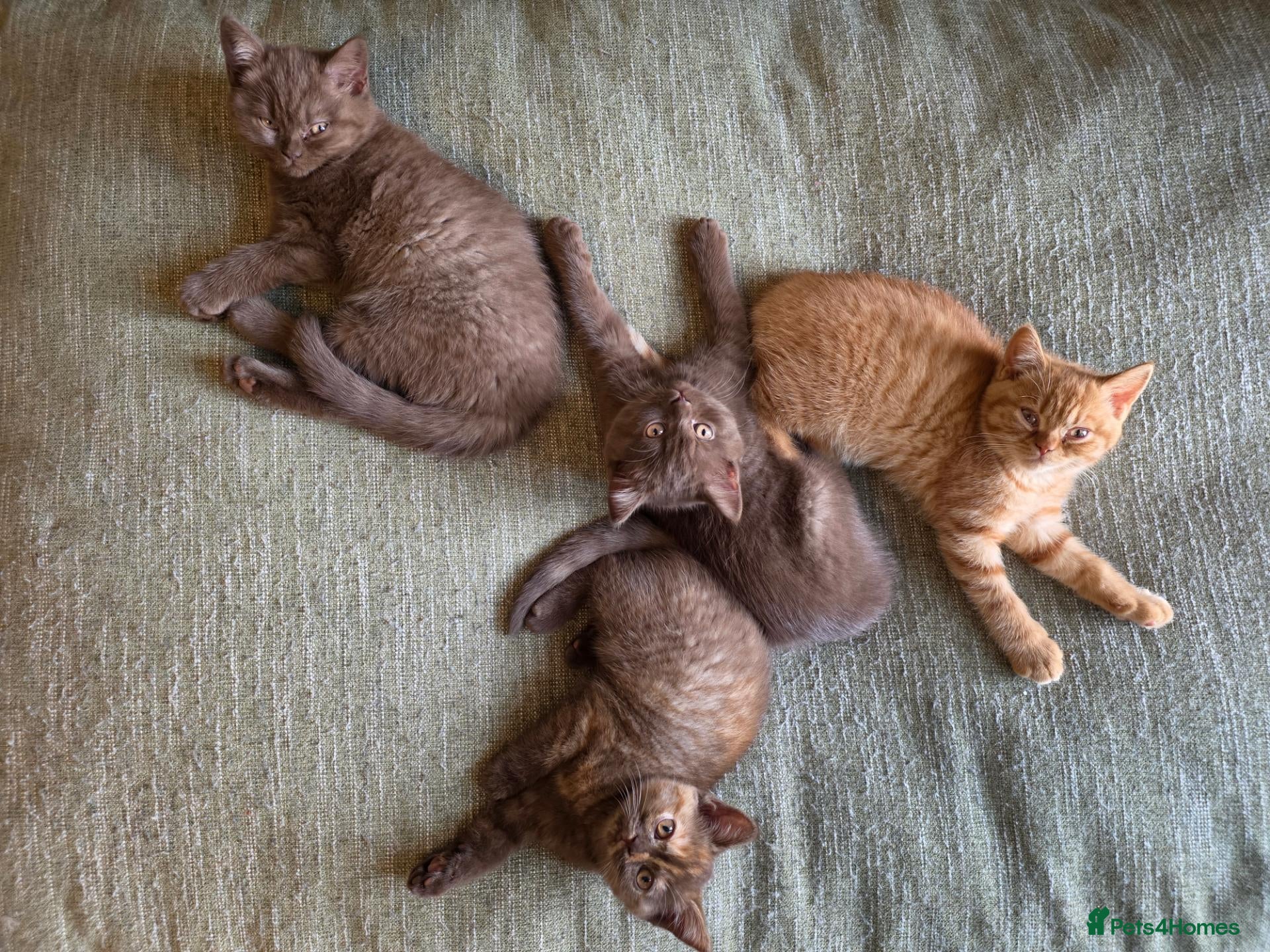 British Shorthair cats Chocolate BSH Girl – Unexpectedly Available - Advert 2