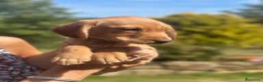 Cockerdor 2