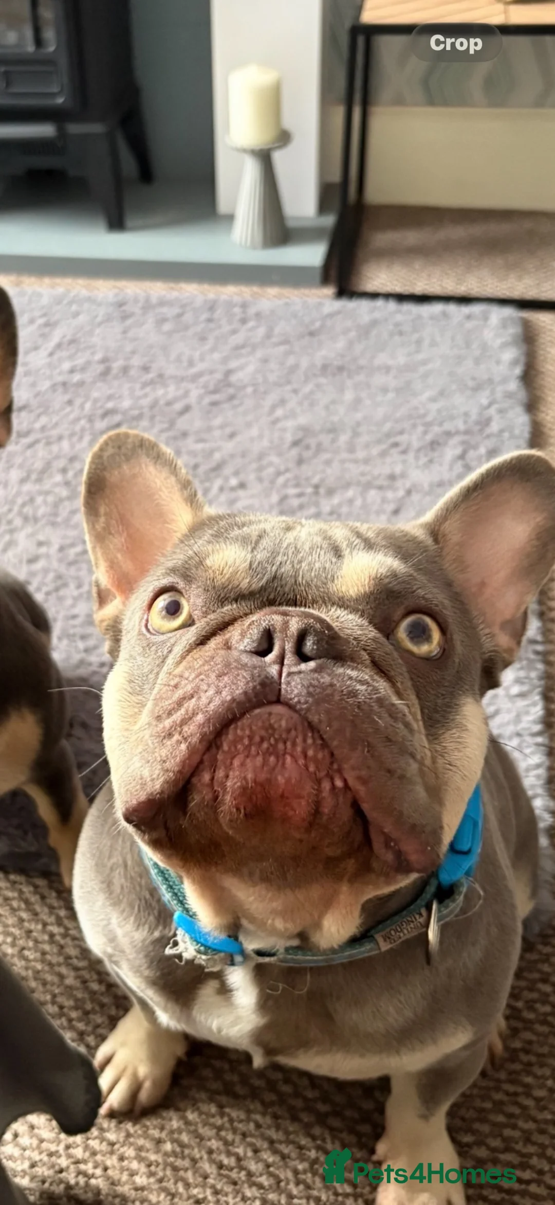 French Bulldog dogs for sale: 4yr old Lilac/Tan male - Advert 1