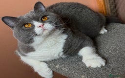 British Shorthair cats for stud: Stunning Pedigree GCCF BSH male for stud!! - Image 4