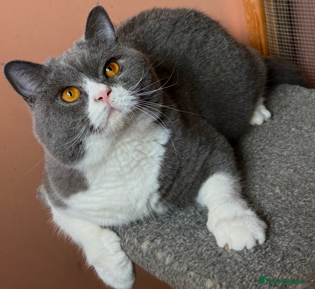 British Shorthair cats for stud: Stunning Pedigree GCCF BSH male for stud!! - Image 4