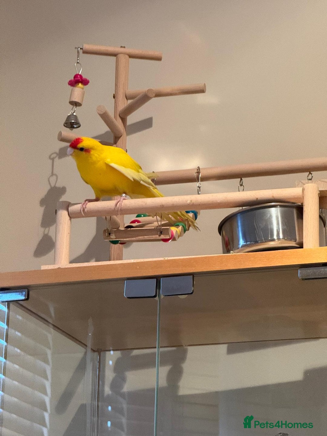 Parakeets birds for sale: Yellow Female Kakariki  - Image 3