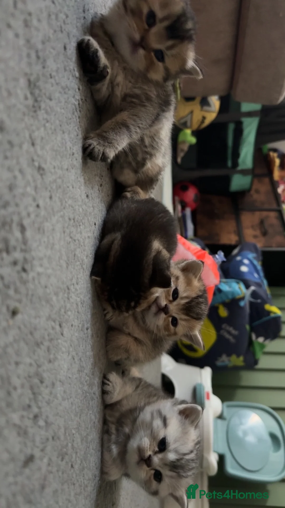 British Shorthair cats for sale: British Shorthair Kittens  - Advert 8