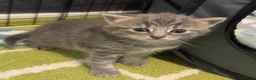 Mixed Breed cats for sale: Adorable grey kittens & tabby grey kittens  in Salisbury - Advert 32