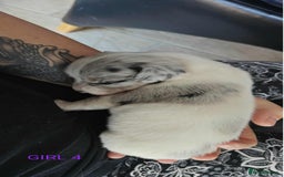 Mixed Breed dogs for sale: Jackweenie puppies - Image 20