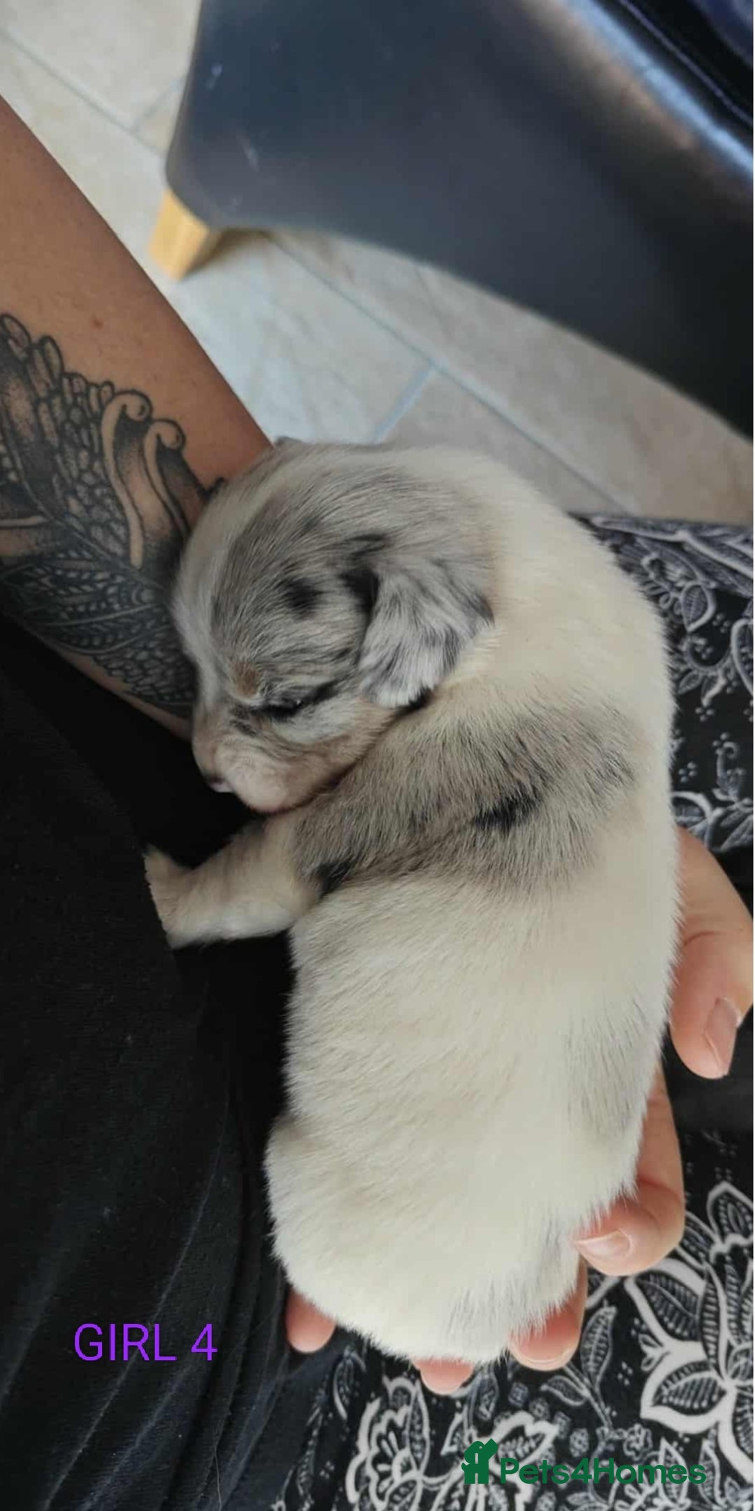 Mixed Breed dogs for sale: Jackweenie puppies - Image 20